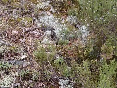 post-10513-0-86044000-1408617479_thumb.j