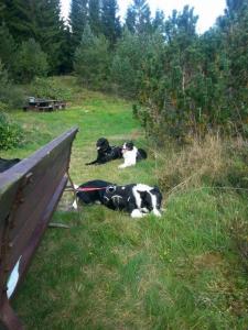 post-11179-0-17371200-1409156461_thumb.j