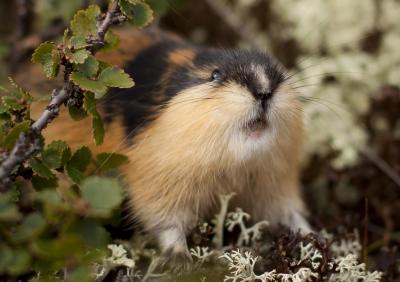 post-12278-0-29317700-1408374203_thumb.j