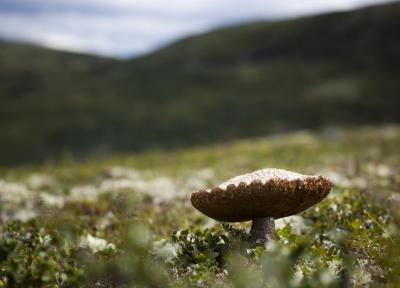 post-12278-0-51167400-1408385160_thumb.j