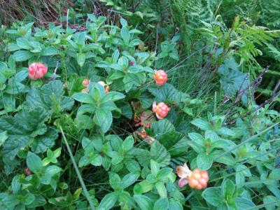 post-13206-0-05946600-1407087753_thumb.j