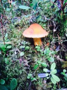 post-14505-0-07092400-1407613942_thumb.j