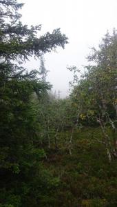 post-14911-0-70423700-1408287805_thumb.j