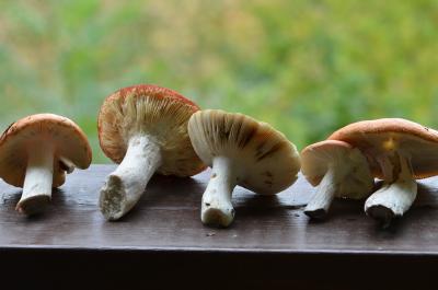 post-1735-0-06359200-1409407330_thumb.jp