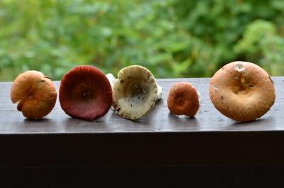 post-1735-0-22975000-1409407317_thumb.jp