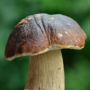 post-1735-0-33058800-1409407219_thumb.jp