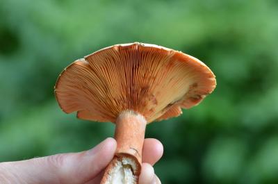 post-1735-0-51254000-1409407238_thumb.jp