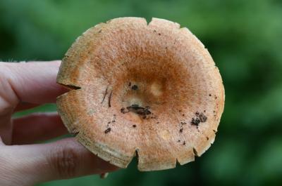 post-1735-0-61261000-1409407246_thumb.jp