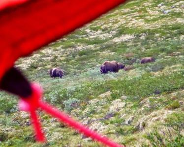 post-1735-0-96415200-1407846840_thumb.jp