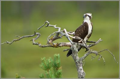 post-4220-0-14403900-1408708853_thumb.jp