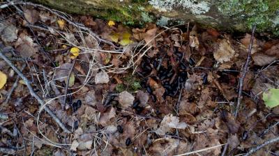 post-4220-0-25576900-1409128726_thumb.jp