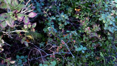 post-4220-0-60701700-1409128736_thumb.jp