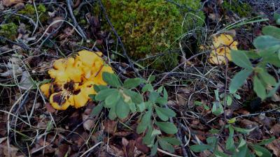 post-4220-0-99695300-1409128678_thumb.jp