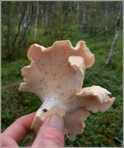 post-8333-0-06718700-1409423936_thumb.jp