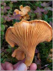 post-8333-0-98139500-1409424269_thumb.jp