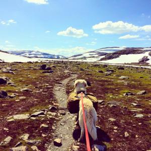 post-11141-0-04432900-1438691204_thumb.j