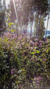 post-15860-0-24662300-1440348380_thumb.j