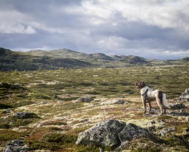 post-15860-0-37815000-1440885468_thumb.j