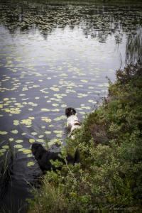 post-15860-0-60635100-1440616292_thumb.j