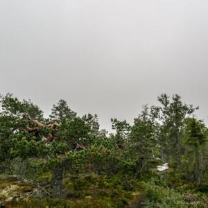 post-15860-0-98777800-1440617442_thumb.j