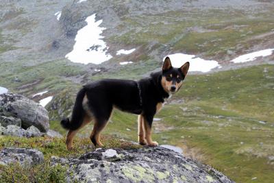 post-8184-0-02821600-1439638657_thumb.jp