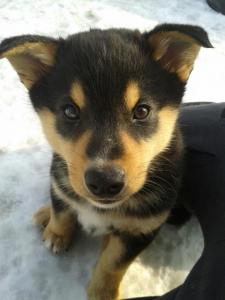 post-8184-0-26863400-1439639210_thumb.jp