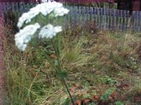 post-10094-0-27478700-1348529608_thumb.j