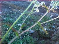 post-10094-0-31681700-1348529589_thumb.j