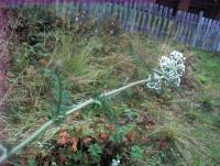 post-10094-0-77326500-1348529674_thumb.j