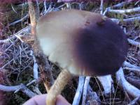 post-10094-0-98900400-1348529745_thumb.j