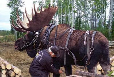 post-4220-0-16628000-1380533291_thumb.jp