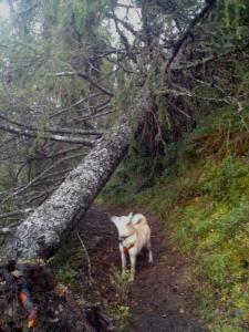 post-13572-0-67912800-1411325863_thumb.j