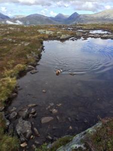 post-14436-0-79918100-1410421517_thumb.j