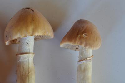 post-1735-0-07784500-1410120979_thumb.jp