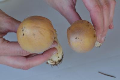 post-1735-0-20711000-1410121105_thumb.jp