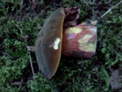 post-1735-0-29065400-1409858464_thumb.jp