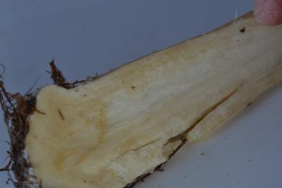 post-1735-0-61276800-1410121065_thumb.jp