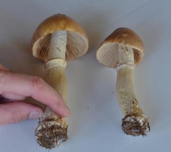 post-1735-0-61848800-1410121054_thumb.jp