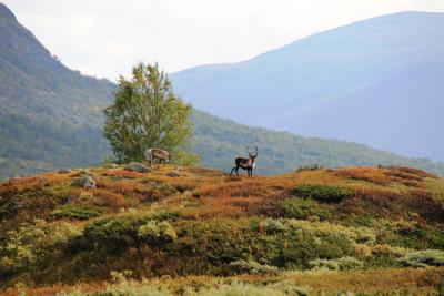 post-4016-0-61584600-1410447016_thumb.jp