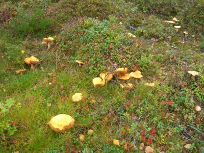 post-4220-0-20471300-1409770629_thumb.jp