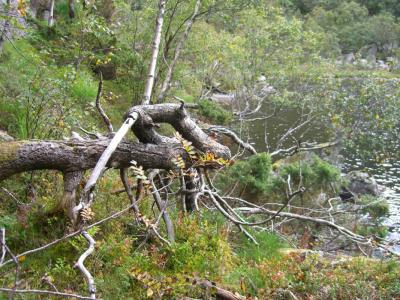 post-4220-0-60360500-1409770111_thumb.jp