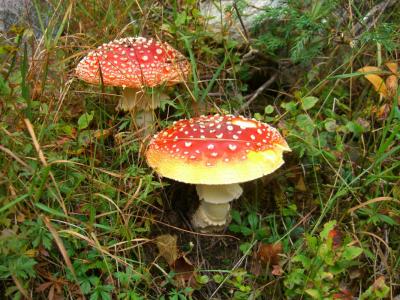 post-4220-0-70435400-1409767237_thumb.jp