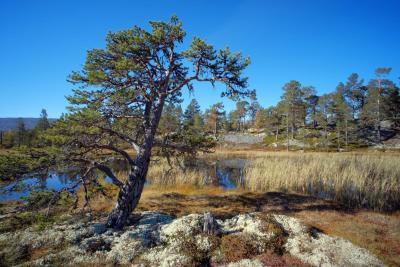 post-5882-0-19721200-1411711820_thumb.jp