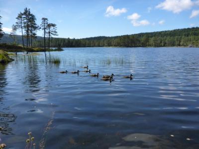 post-6295-0-51680000-1409854354_thumb.jp