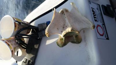 post-8967-0-30214800-1410705208_thumb.jp