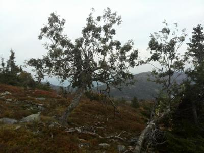 post-9055-0-04977900-1411251943_thumb.jp