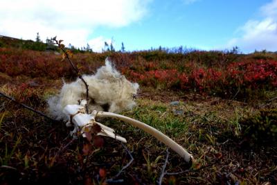 post-9055-0-17094800-1411896798_thumb.jp