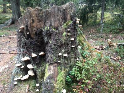 post-9055-0-71493600-1411251946_thumb.jp