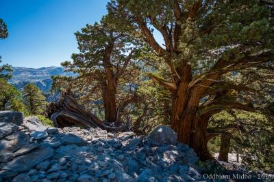 post-13206-0-89647400-1443105298_thumb.j