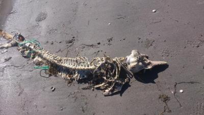 post-4220-0-41102800-1443512099_thumb.jp